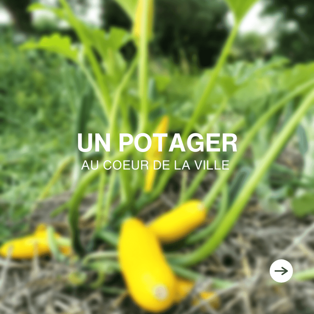 Un potager urbain de 700 m² à destination de nos habitants