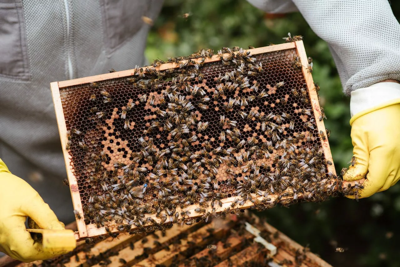 26 kilos de miel récoltés dans la ruche du potager Compose 🐝