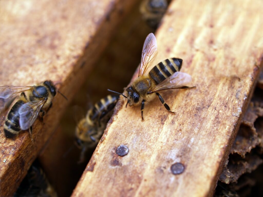Les abeilles qui travaillent dans leur ruche